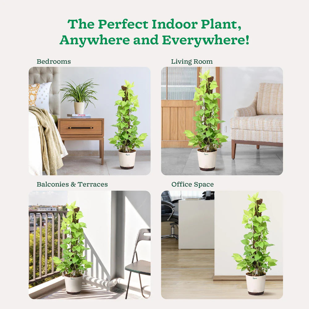 VertiGro™ Climb Stick (Buy 1 Get 1 FREE)