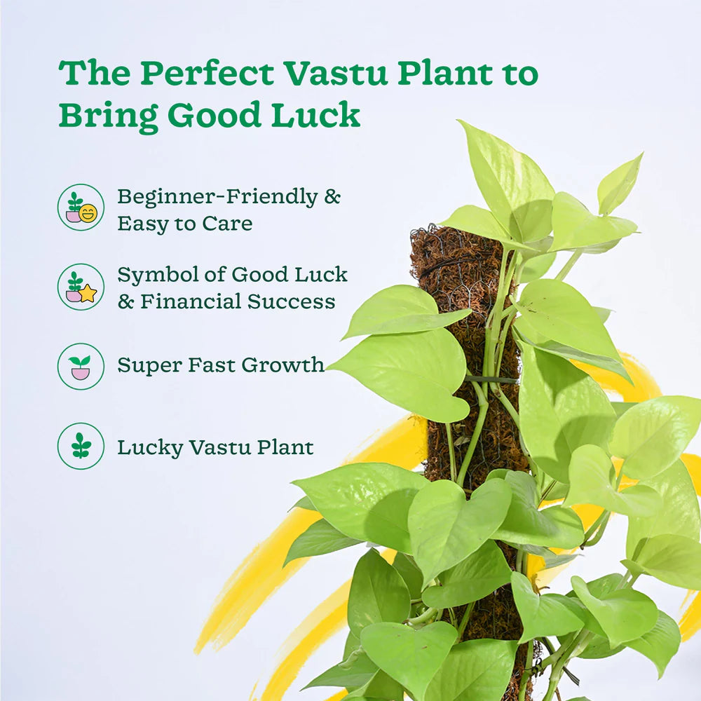 VertiGro™ Climb Stick (Buy 1 Get 1 FREE)