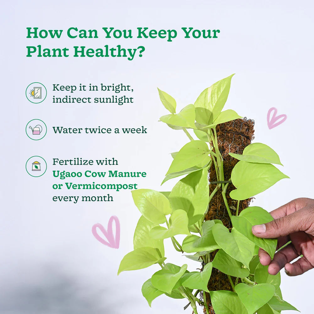 VertiGro™ Climb Stick (Buy 1 Get 1 FREE)