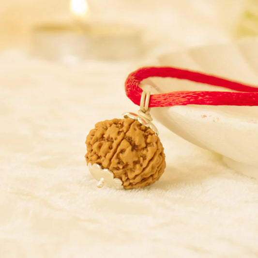 Kashi Siddh Nepal Origin 7 Mukhi Rudraksha - 18mm - 22mm